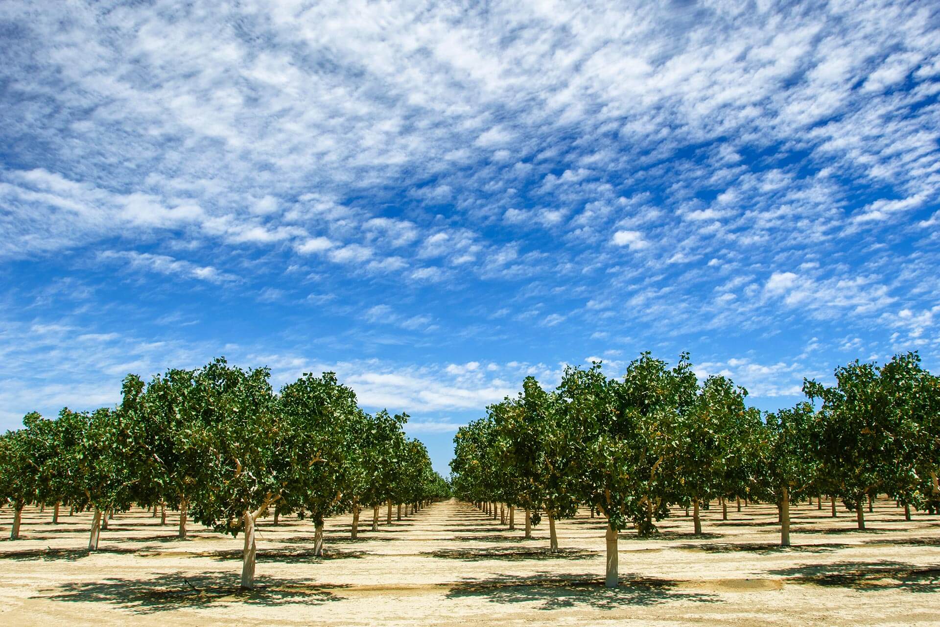 pistachio-orchards-portfolio-maxxam