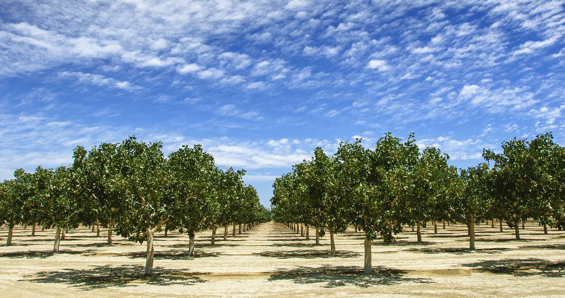 Agriculture Image