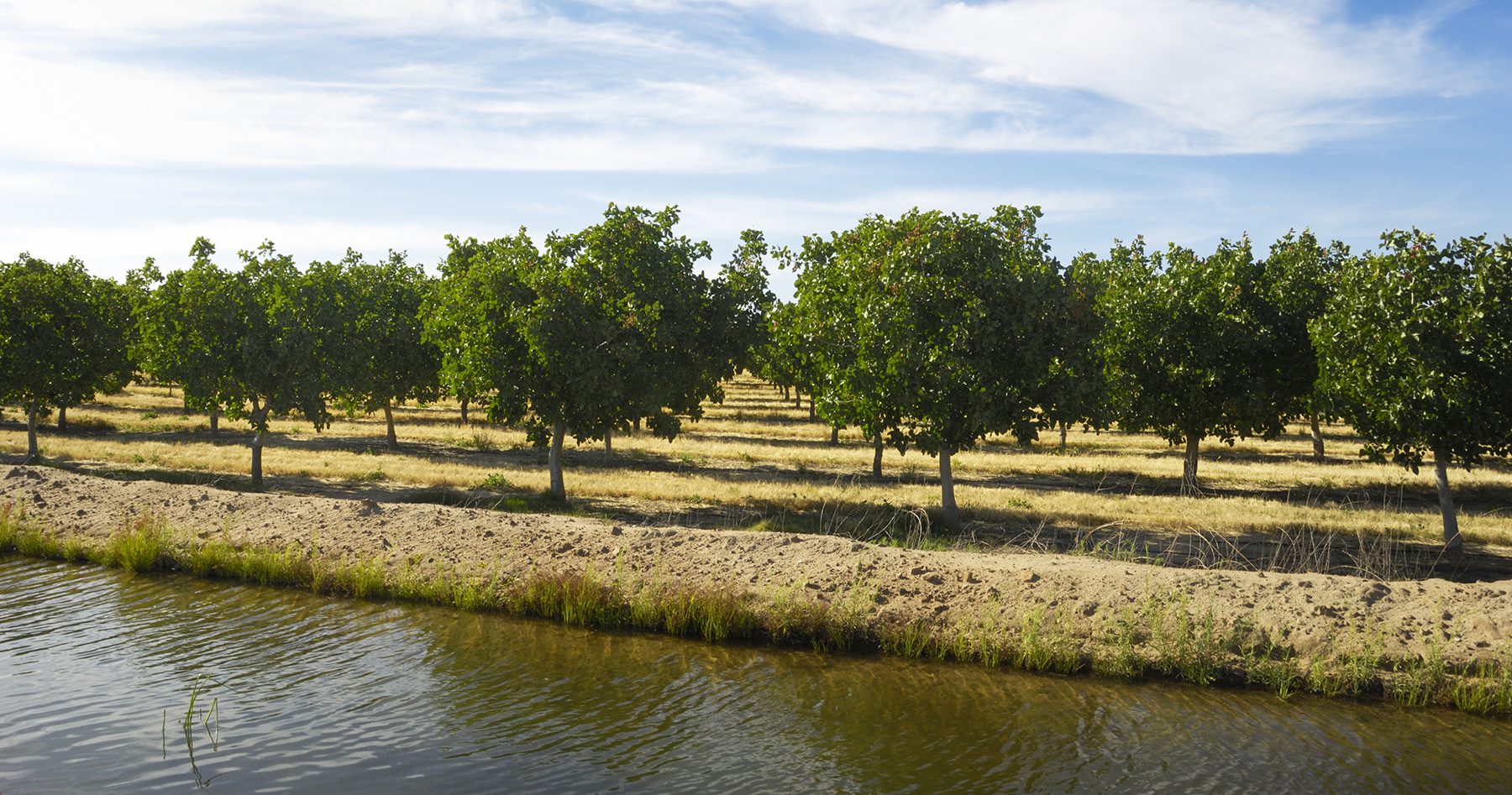 Orchard of Ripening